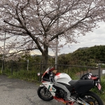持尾展望台で桜とRS4