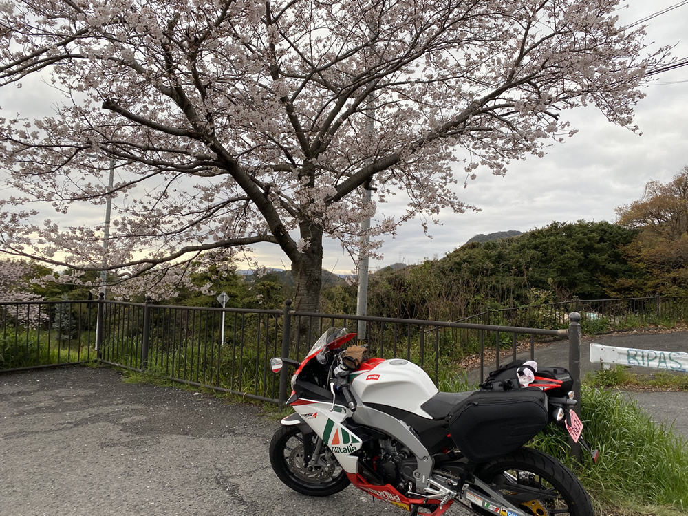 持尾展望台で桜とRS4