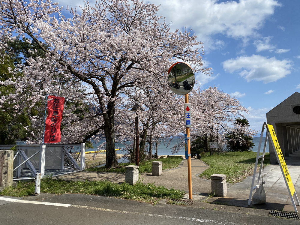 琵琶湖の海津大崎の桜満開ツーリング その11